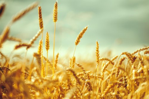 Buğday hasatınızda ürününüzü değer kaybı yaşamadan sizden alıyoruz !